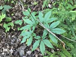 Image of Japanese ginseng