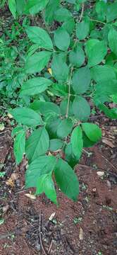 Image of Honeysuckle tree