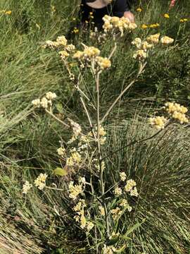 Image of Helichrysum mundtii Harv.