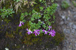 Image of Primula minima L.