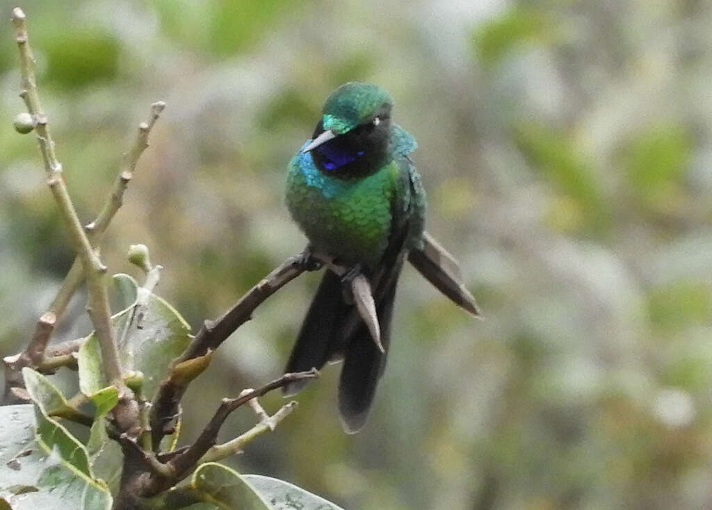 Image of Purple-throated Sunangel