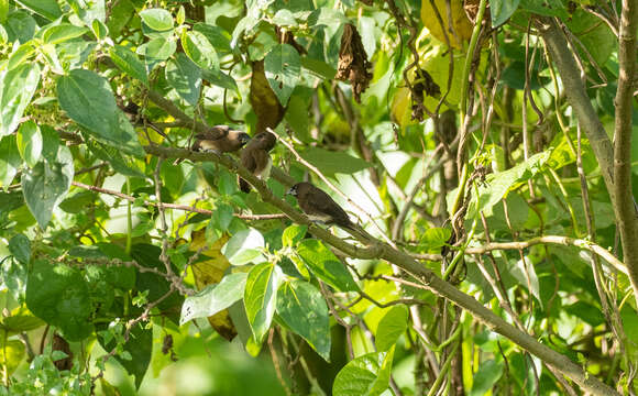 Image of White-bellied Munia