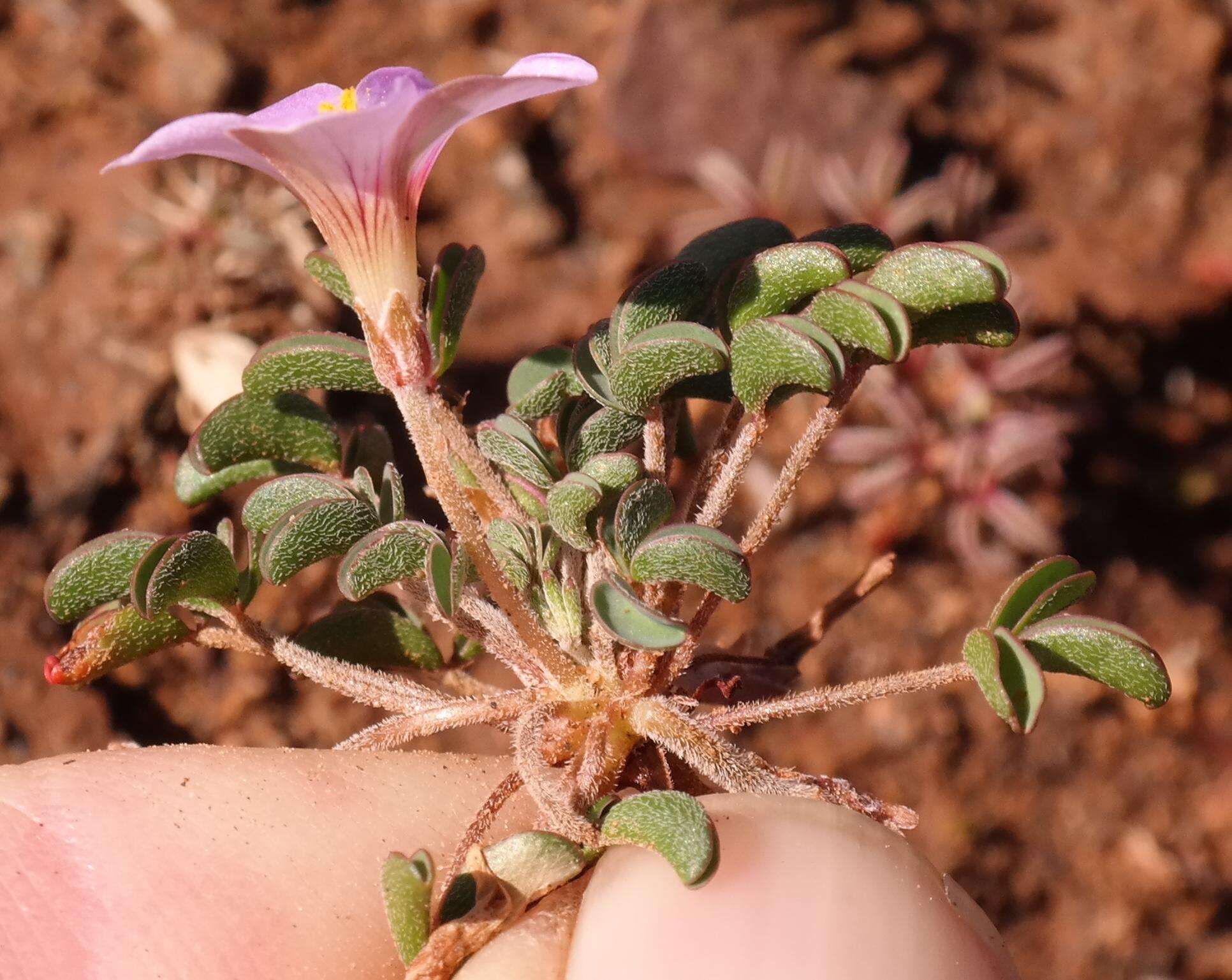 Image of Oxalis callosa Knuth