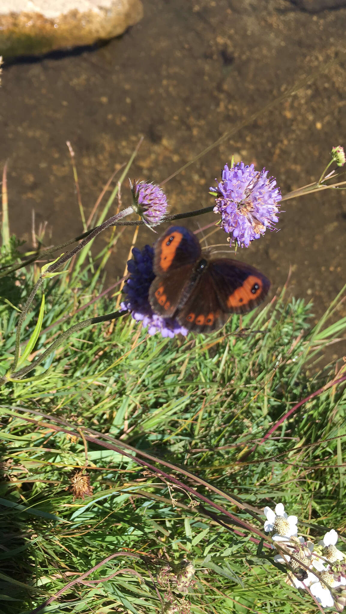 Image of Autumn Ringlet