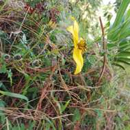 Image of Bidens triplinervia Kunth