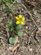 صورة <i>Ranunculus <i>glaberrimus</i></i> var. glaberrimus