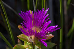 Image of Erepsia steytlerae L. Bol.