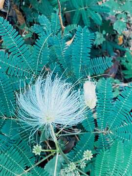 Plancia ëd Zapoteca portoricensis (Jacq.) H. M. Hern.