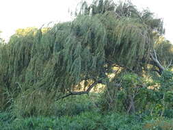 Image of <i>Salix babylonica</i> var. <i>lavallei</i> Dode