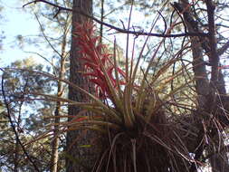 Imagem de Tillandsia carlos-hankii Matuda