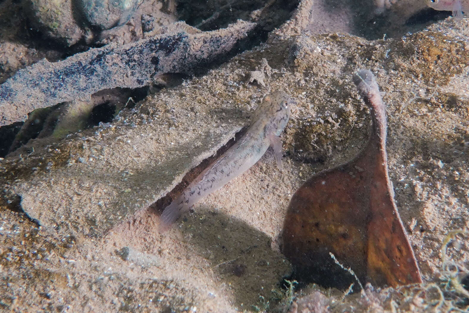 Image of Flat-backed goby