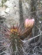 Image de Echinopsis deserticola (Werderm.) H. Friedrich & G. D. Rowley