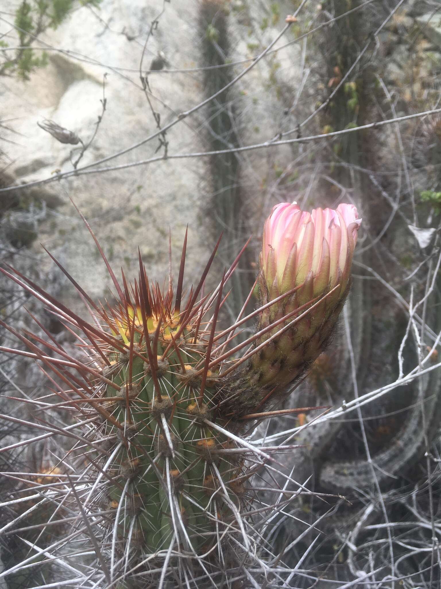 Image de Echinopsis deserticola (Werderm.) H. Friedrich & G. D. Rowley