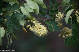 Image of haematoxylum