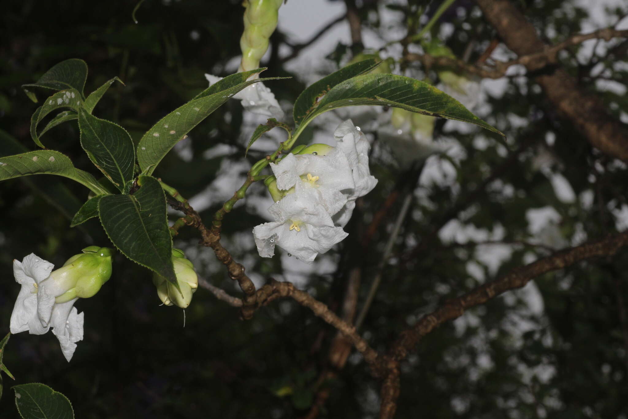 Image of Strobilanthes callosa Wall. ex Nees