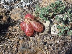 Image of balloonpod milkvetch