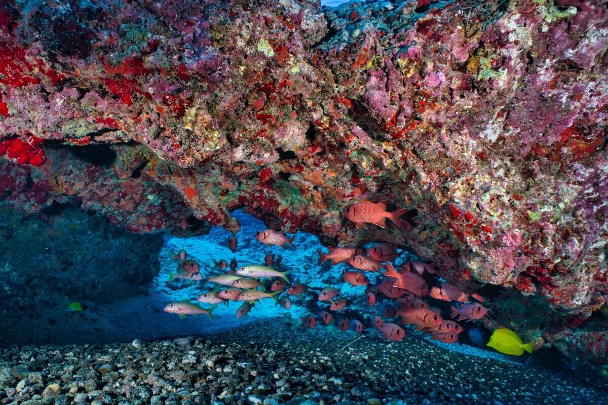 Image of Bigscale Soldierfish