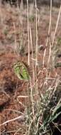 Image of Oxychloris scariosa (F. Muell.) Lazarides