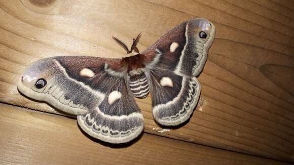 Image of Columbia Silkmoth