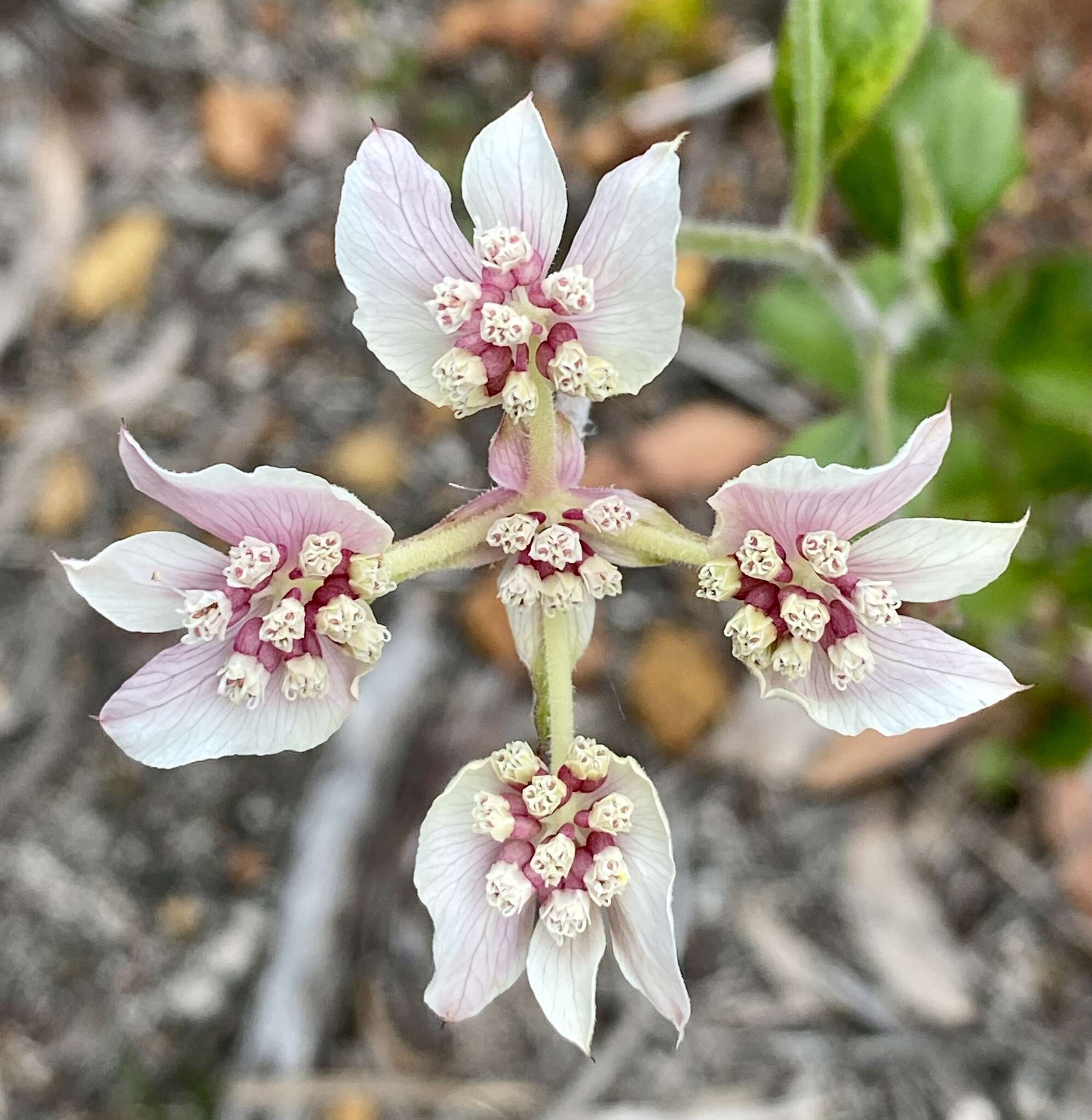 Image of Xanthosia rotundifolia DC.