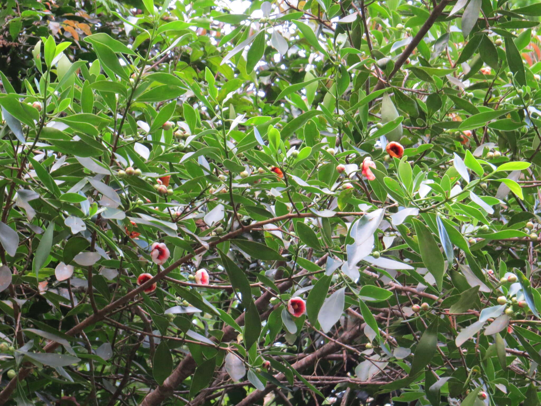 Image of Clusia lanceolata Cambess.