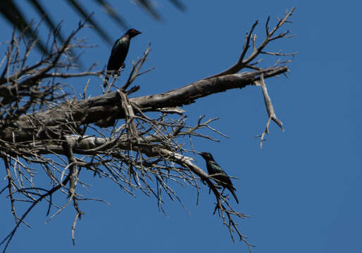 Image of Short-tailed Starling