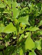 Image of cucumberleaf sunflower