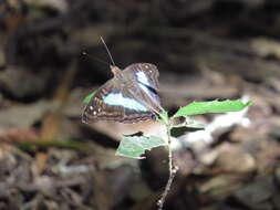 Imagem de Doxocopa laurentia Godart 1823