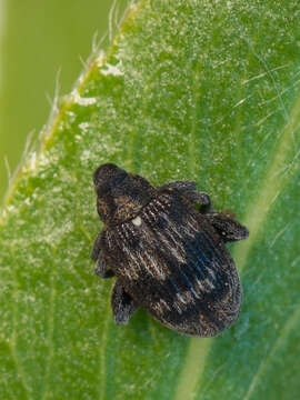 Image of Tachyerges decoratus Redtenbacher & L. 1849