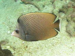 Chaetodon nigropunctatus Sauvage 1880 resmi