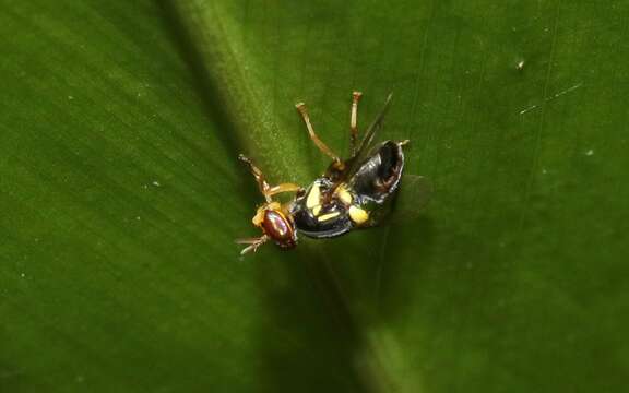 Image of Bactrocera frauenfeldi (Schiner 1868)