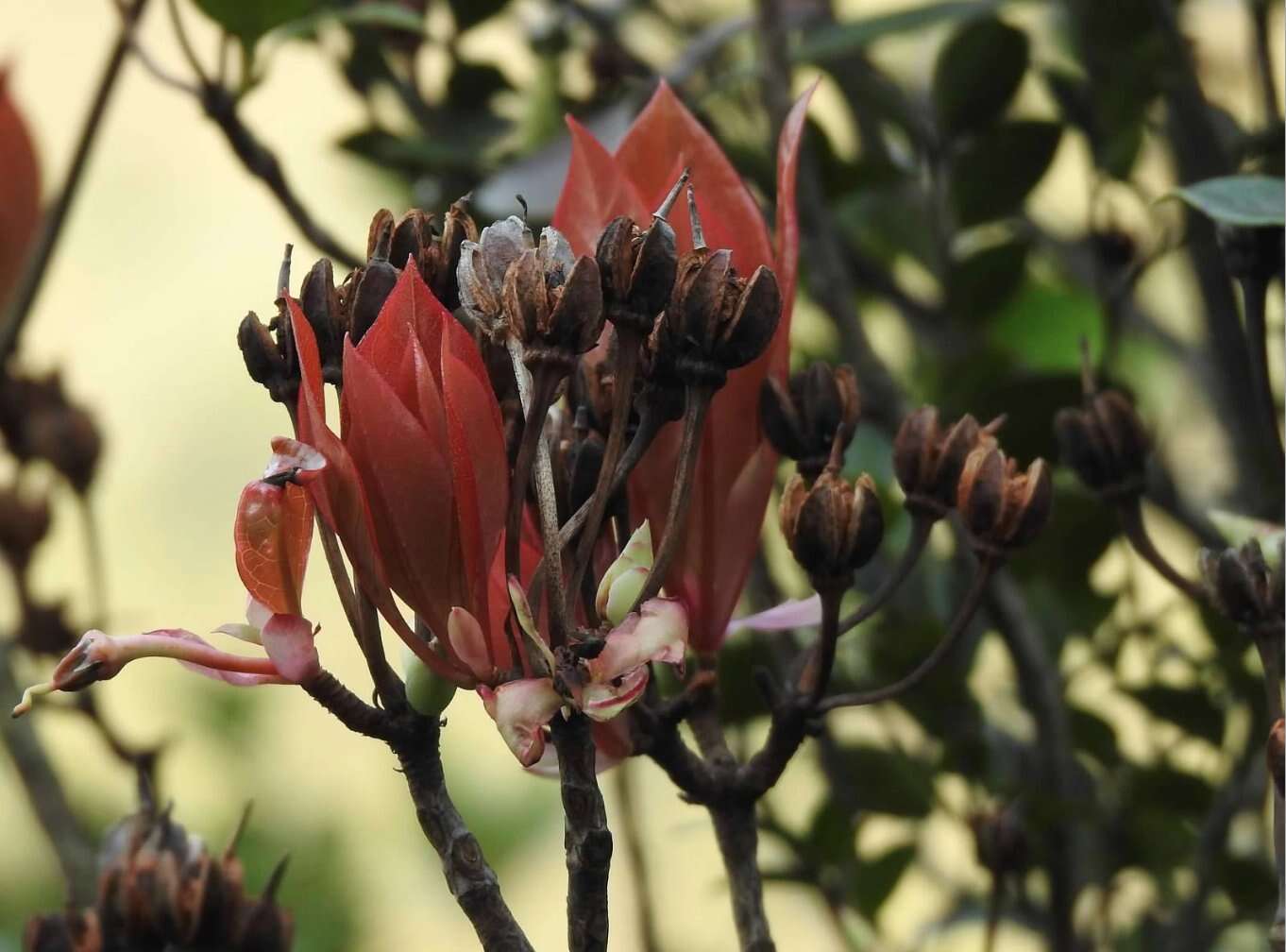 Image of Enkianthus quinqueflorus Lour.