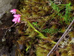 Image de Disa vaginata Harv. ex Lindl.