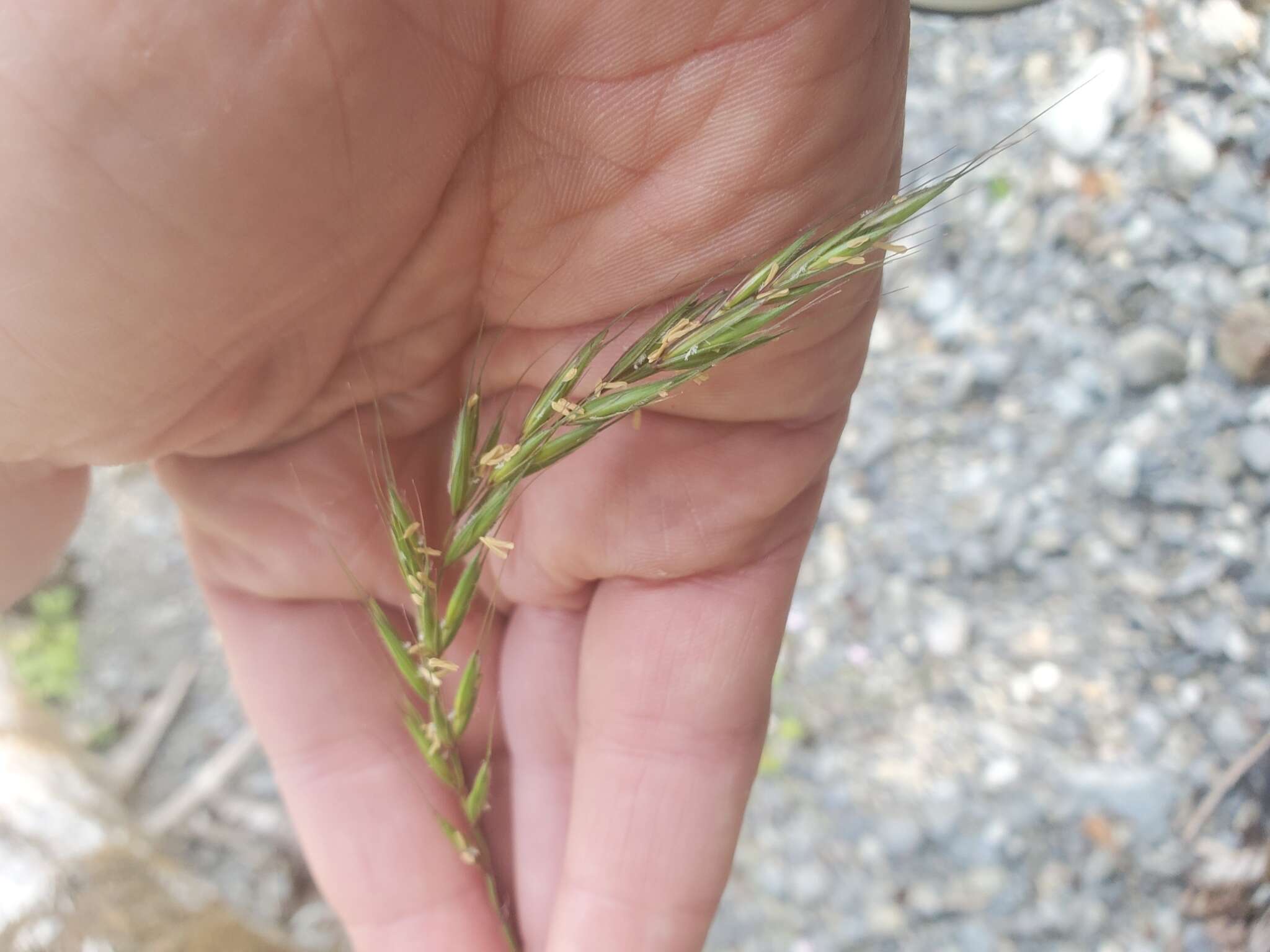 Imagem de Elymus hirsutus J. Presl