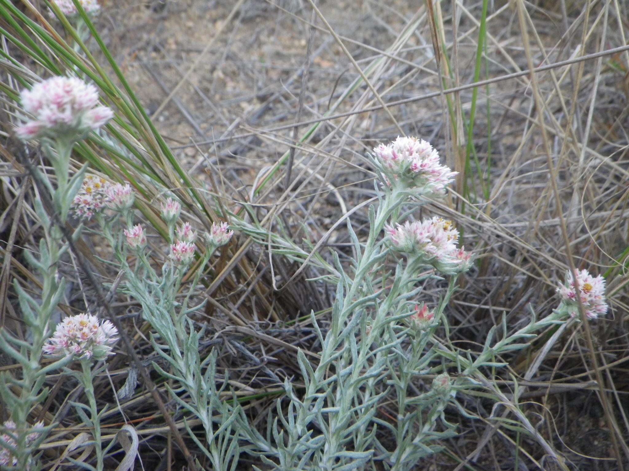 Image of Helichrysum candolleanum Buek