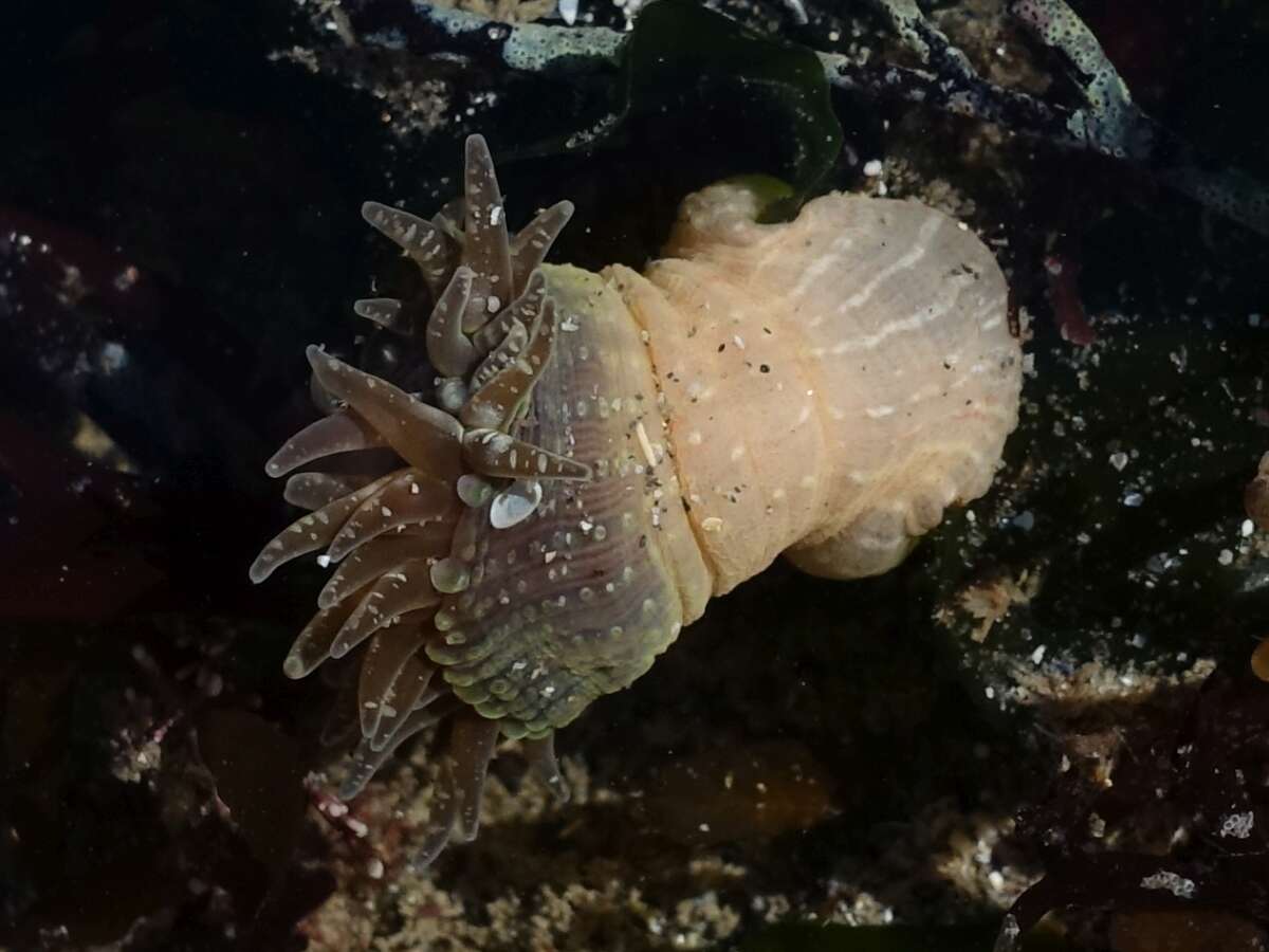 Image of red speckled anemone