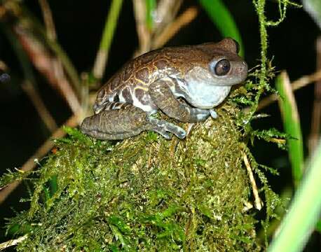 Sivun Hyloscirtus criptico Coloma, Carvajal-Endara, Dueñas, Paredes-Recalde, Morales-Mite & Almeida-Reinoso et al. 2012 kuva