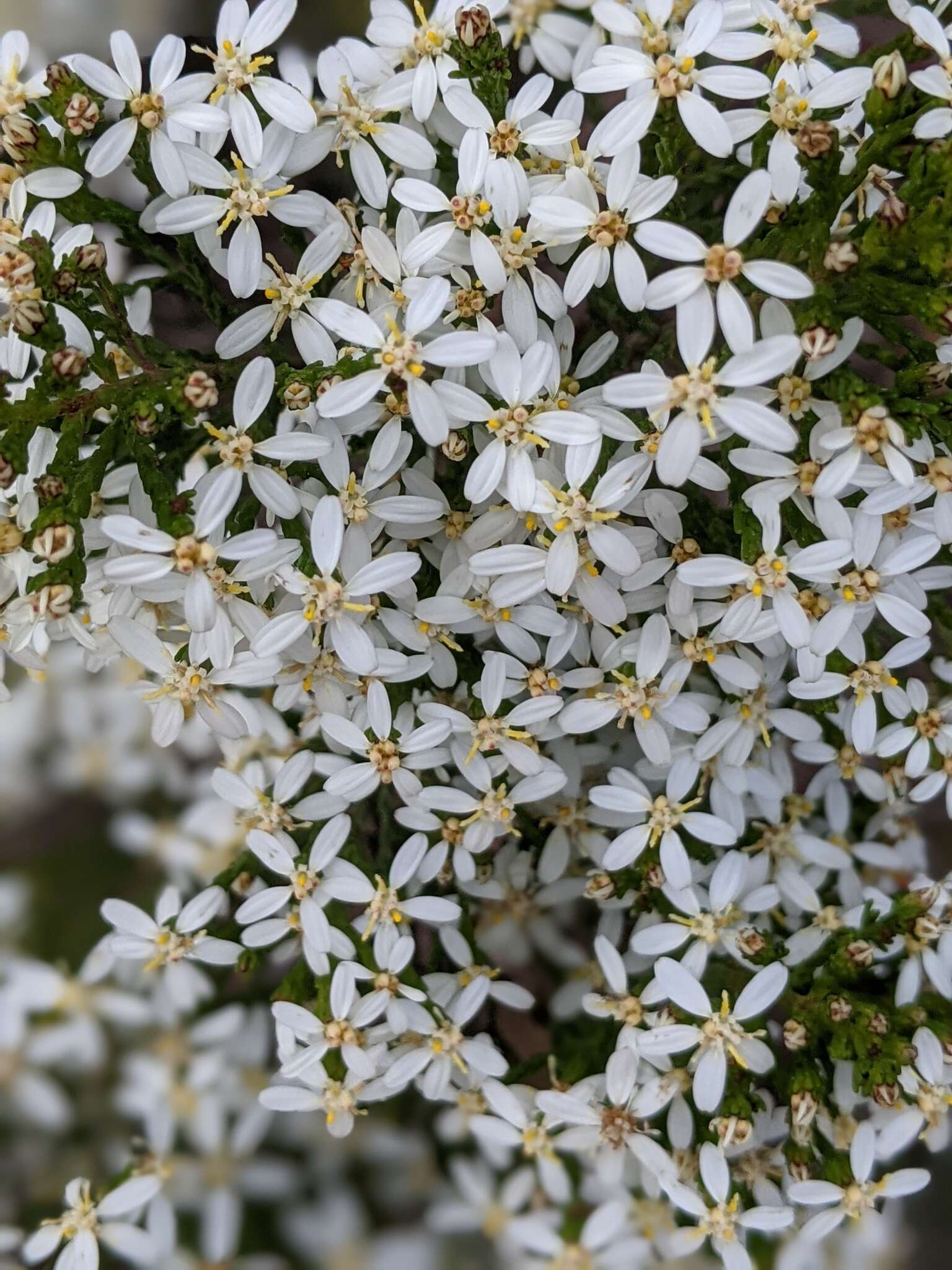 Image de Olearia teretifolia (Sond.) F. Müll.