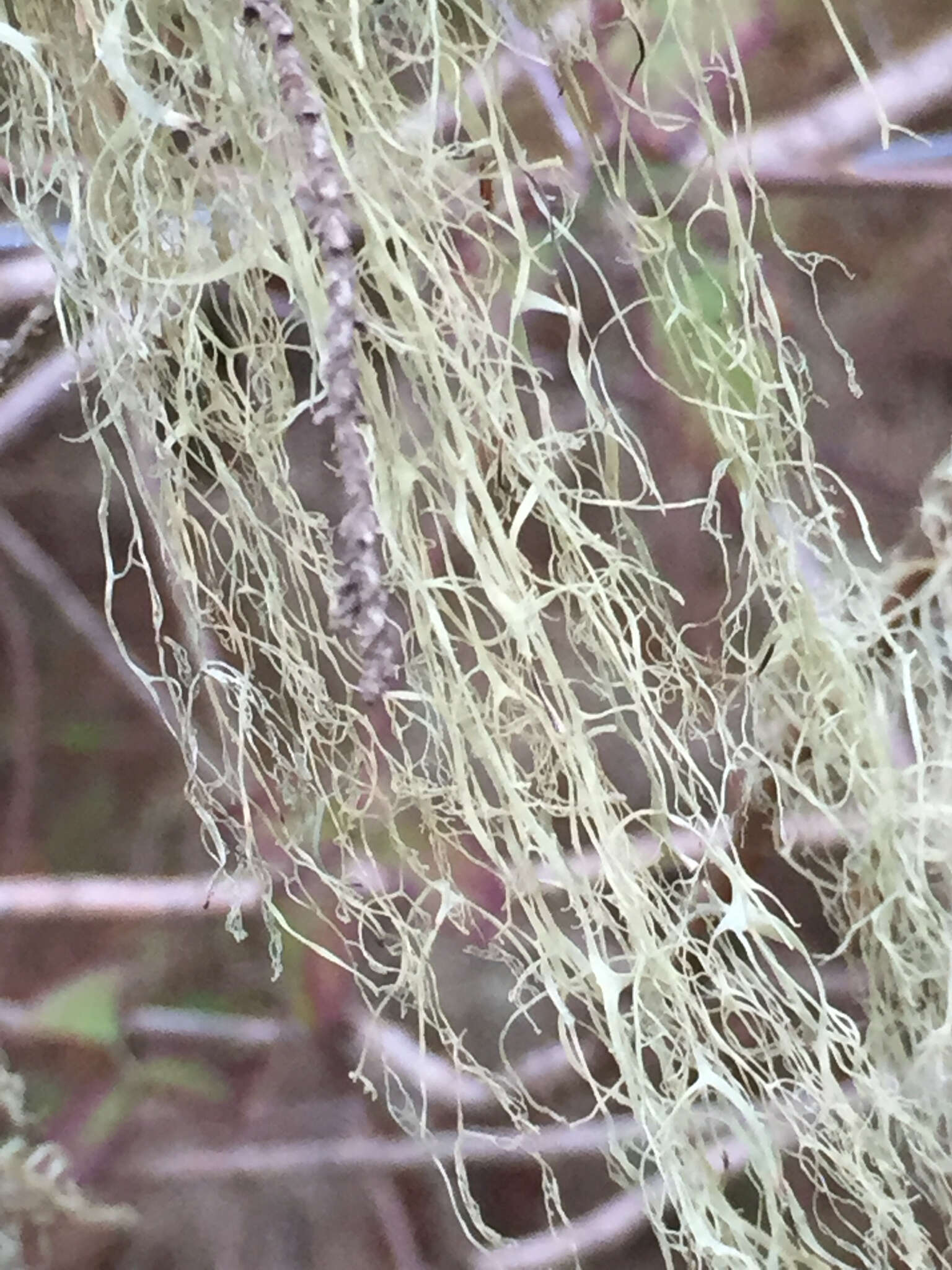 Image of Fishnet;   Menzies' cartilage lichen