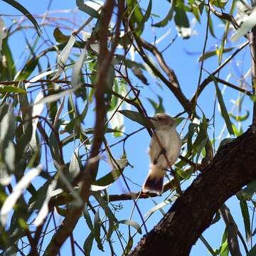 Image of Chestnut-rumped Thornbill