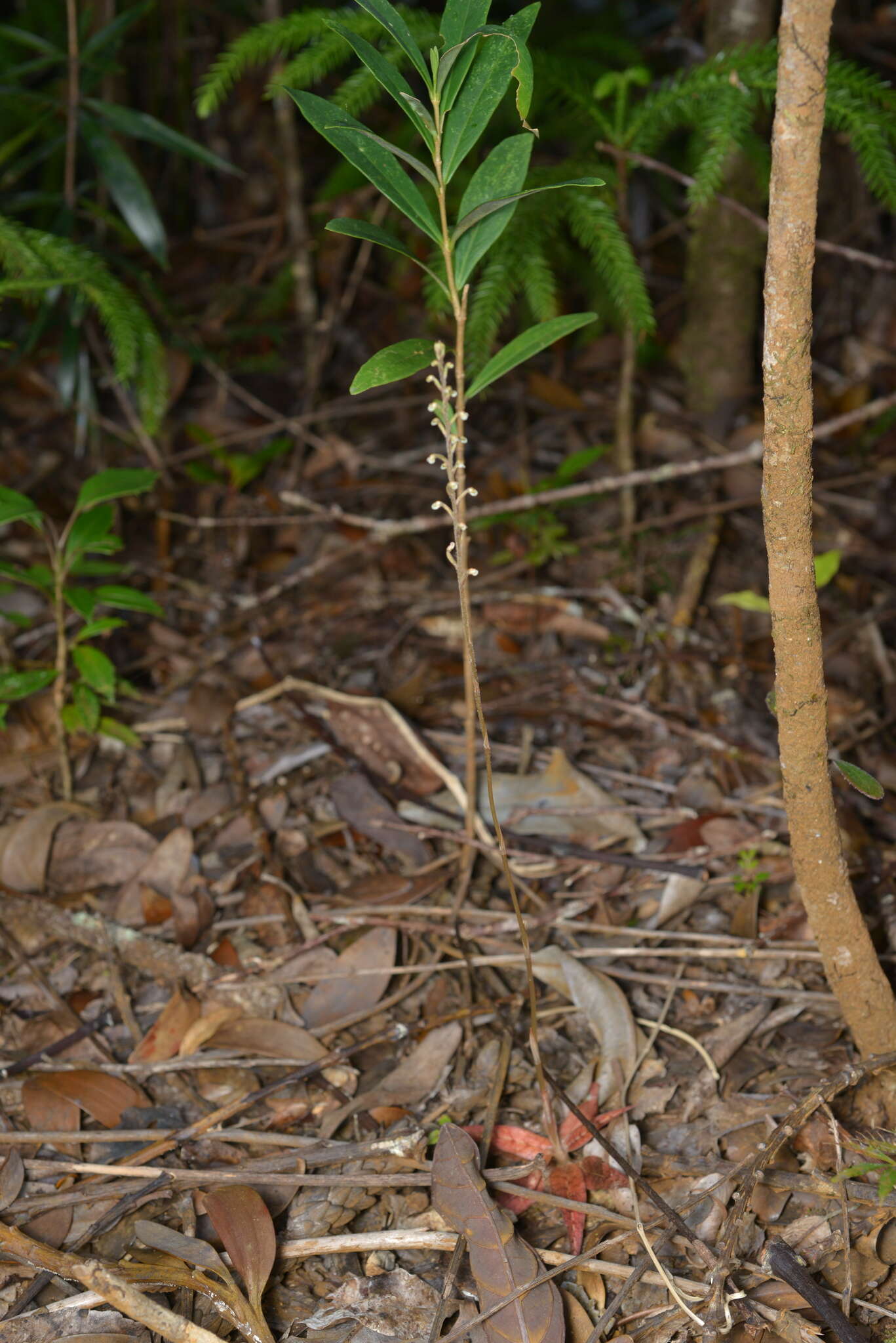 Gonatostylis vieillardii (Rchb. fil.) Schltr.的圖片