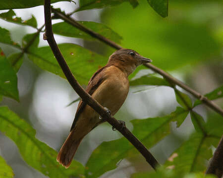 Image of Pink-throated Becard