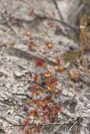 Drosera fimbriata De Buhr的圖片