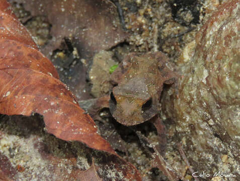 Proceratophrys cristiceps (Müller 1883)的圖片