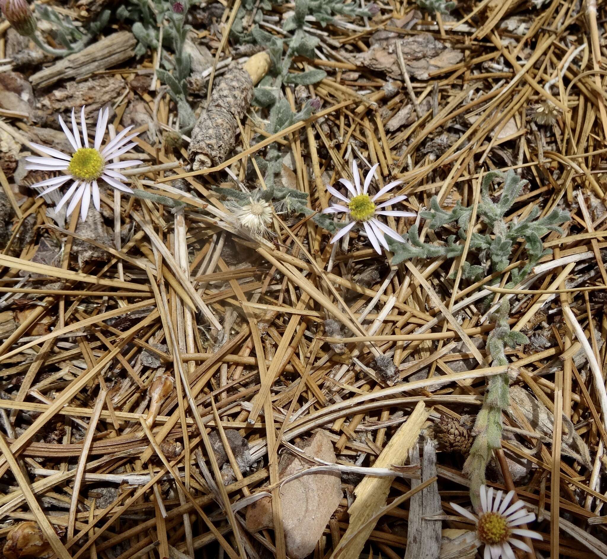 Image of Brewer's fleabane