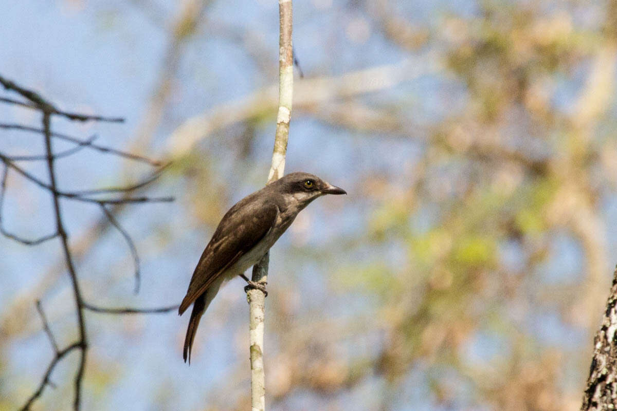 Image of Malabar Woodshrike