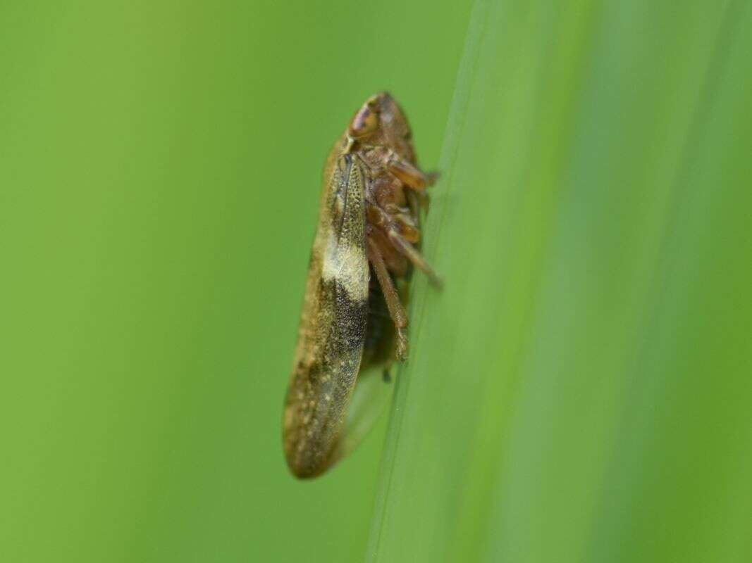 Image of European Alder Spittlebug