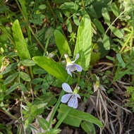 Image de Viola betonicifolia var. albescens (Nakai) Maekawa & Hashimoto