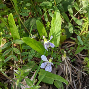 Image de Viola betonicifolia var. albescens (Nakai) Maekawa & Hashimoto