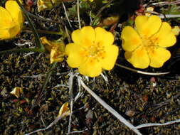 Слика од Potentilla crantzii (Crantz) Beck